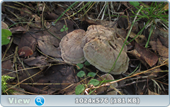 0_11b797_db2cda9a_orig.png
