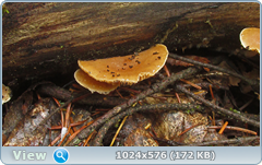 0_127694_5c923e5f_orig.png
