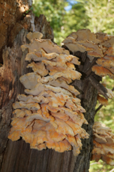 0_d8967_cc257b9_orig.png