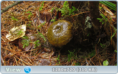 0_110579_568a727_orig.png