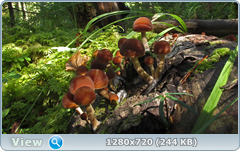 0_1121ca_524254b3_orig.png