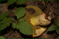 0_e6276_952ab37e_orig.png