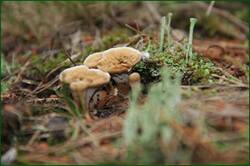 0_129318_b6f6859f_orig.jpg