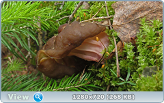 0_1073cd_2006689f_orig.png