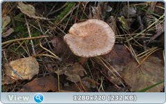 0_11338a_74fcfe71_orig.png