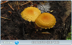 0_e9b01_d0d0180b_orig.png