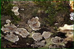 0_104f31_70df0093_orig.png