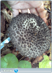 0_130962_27f8eb77_orig.png