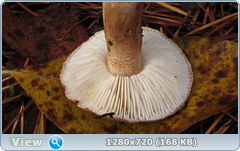 0_f2762_97ff7c58_orig.png