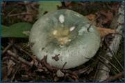 0_d0962_d7449683_orig.jpg