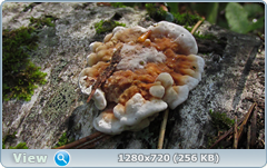 0_fc4a7_392f05ac_orig.png