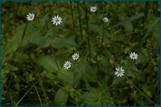 0_ce08d_24aa86aa_orig.jpg