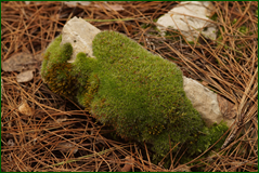 0_103870_f6796b60_orig.png
