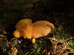 0_f1668_ab34de20_L.jpg