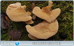 0_f2816_81979b6e_orig.png