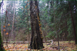 0_110776_3ed0ad6_orig.png