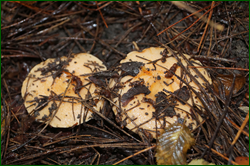0_db2f1_437169a3_orig.png