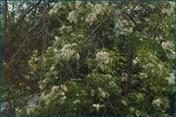 0_ce543_9bf7f616_orig.jpg