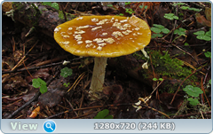 0_fbb7a_74dd7f34_orig.png