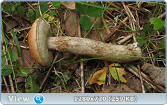 0_10c6f8_6232105a_orig.png