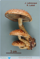 0_fc0db_e2776aff_orig.png