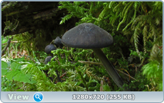 0_fb746_b4378a55_orig.png