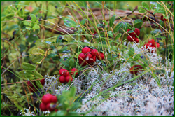0_10b57d_7b6d6d54_orig.png