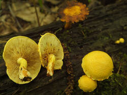 0_f1685_c6d09560_M.jpg