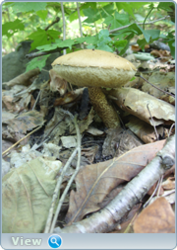 0_130ba1_5282f5c1_orig.png