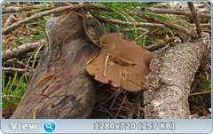 0_f6dae_5482da43_orig.png