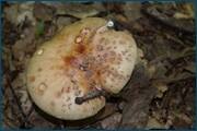 0_d0c55_62b41446_orig.jpg