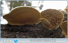 0_123d91_88408aa7_orig.png