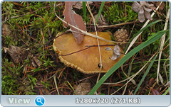 0_10b55a_58baaa34_orig.png