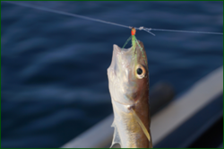 0_d8c48_53b14300_orig.png