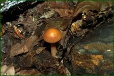 0_fe1d8_529792de_orig.jpg
