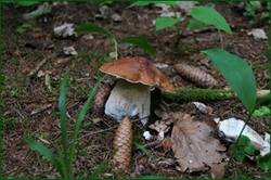 0_128285_61c39b56_orig.jpg