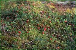 0_129bc3_3ff52fc9_orig.jpg