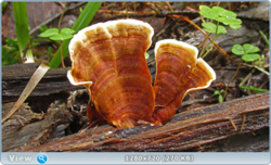 0_1105c5_f68855b_orig.png