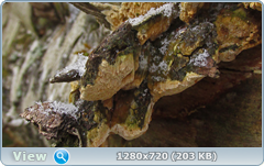 0_11588d_def281d6_orig.png