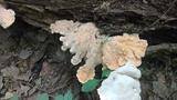 th_89358_IMG_20150620_1047191_123_82lo.j