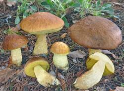 Leccinum_lepidum.jpg