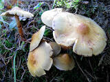 IMG_7283.JPG
