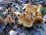 IMG_7383.JPG