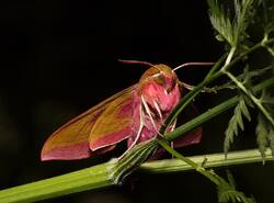 IMG_6785_cr.jpg