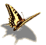 machaon.gif