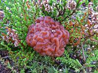 Gyromitra_esculenta_1_SAE_20120513_small.jpg