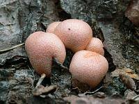 Lycogala_epidendrum_SAE_20120513_small.jpg