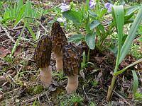 Morchella_conica_SAE_20120513_small.jpg