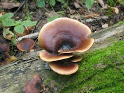 Polyporus_badius_2_STV_20110902.jpg