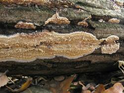 Hyphoderma_setigerum_7_STV_20101114.jpg